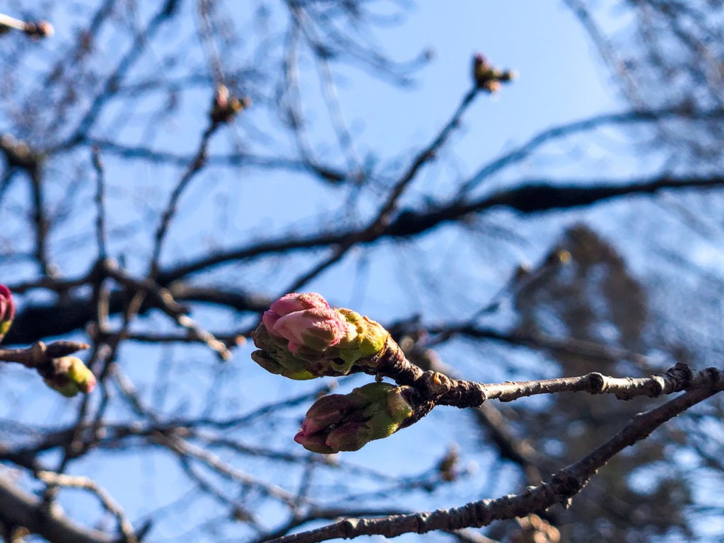 3月25日アムスハウス&フレンズの標本木(長瀞北桜通りソメイヨシノさんの様子